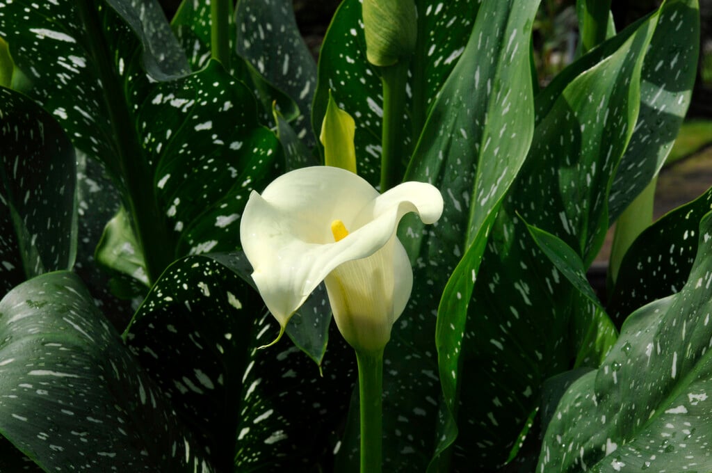spotted arum lily