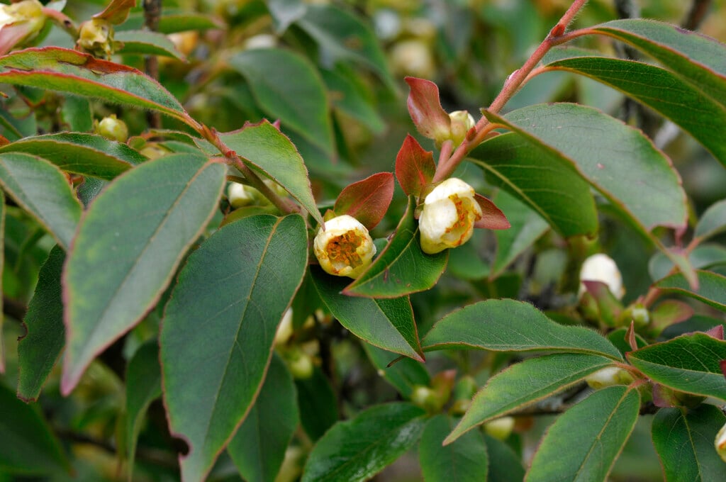orangebark stewartia