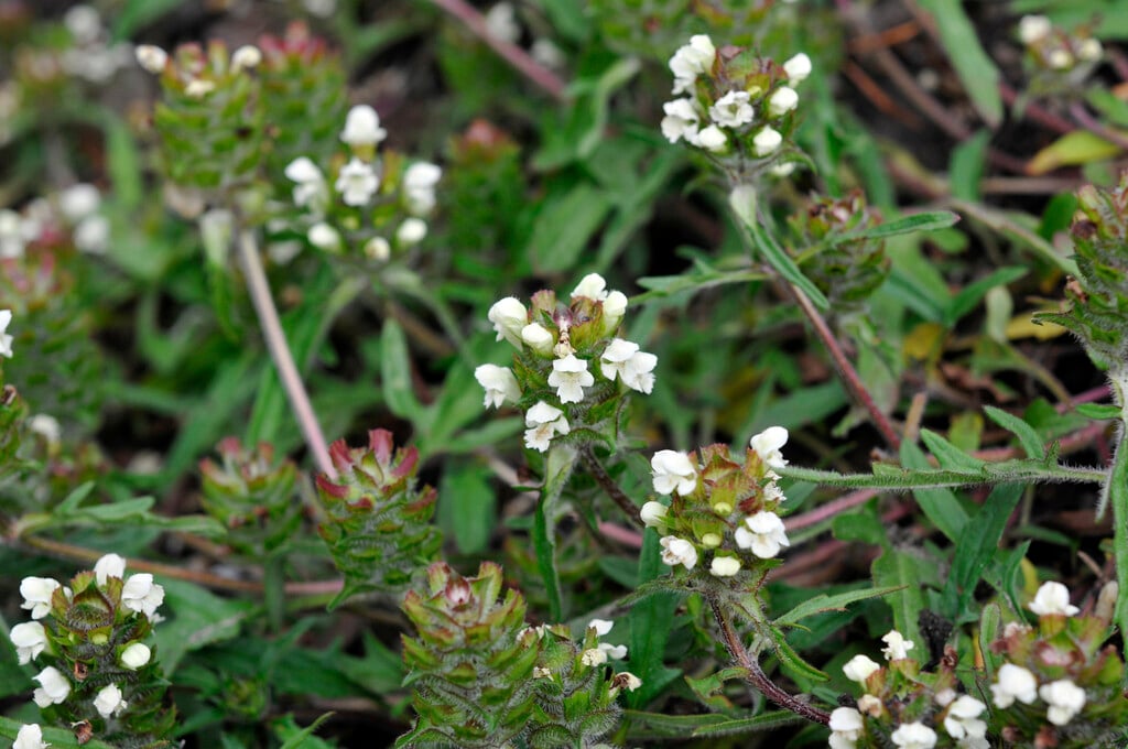 cut-leaved selfheal