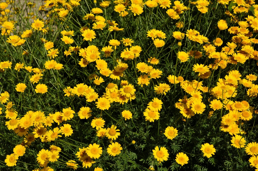 <em>Cota</em> <em>tinctoria</em> subsp. <em>sancti-johannis</em>