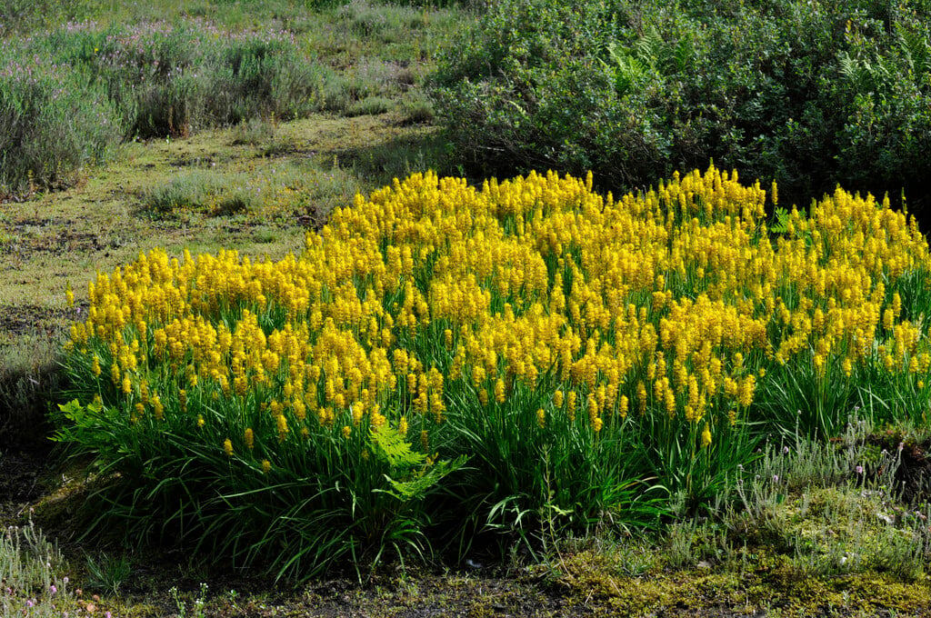 bog asphodel