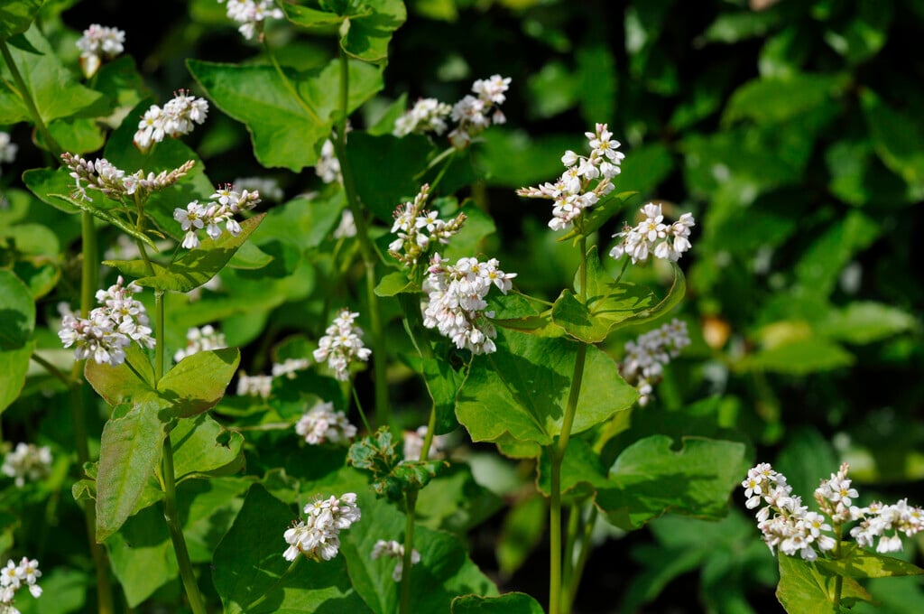 green buckwheat