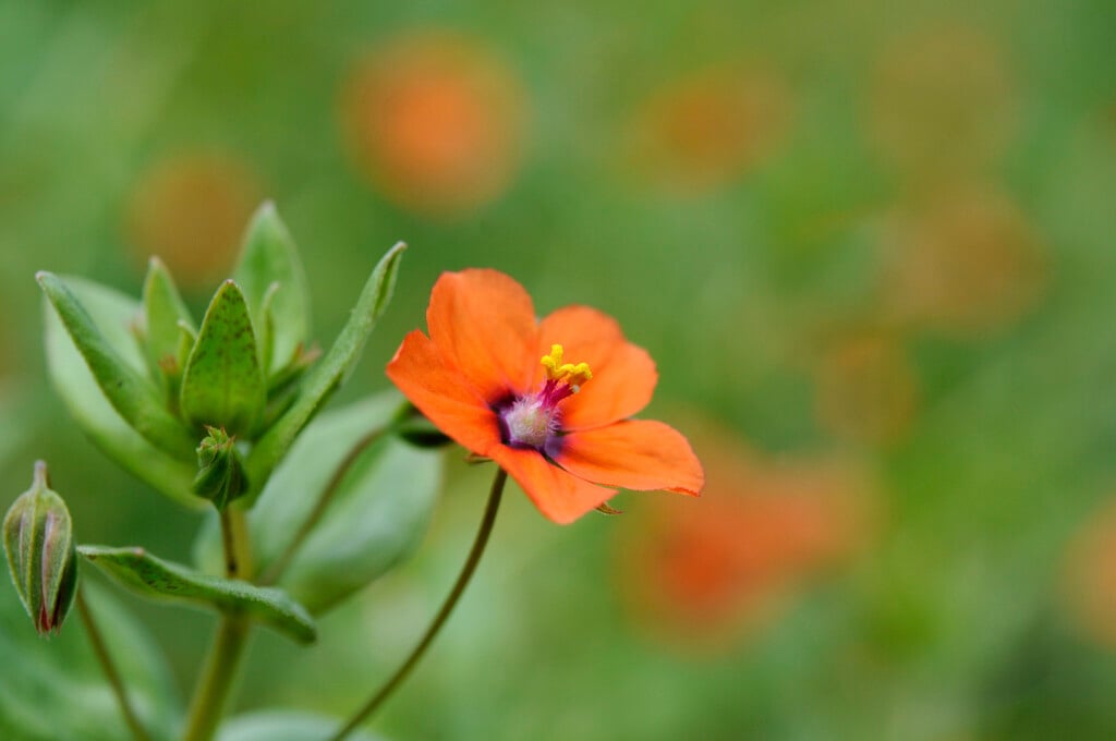 scarlet pimpernel