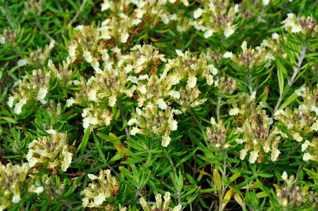 <i>Teucrium</i> <i>montanum</i>