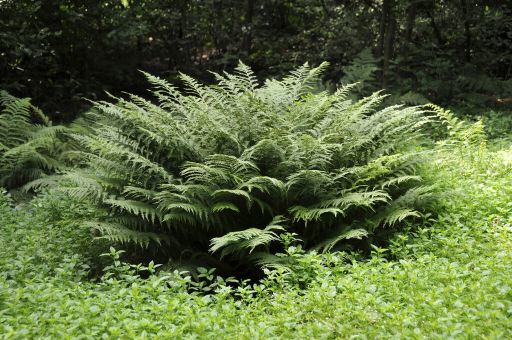 lady fern