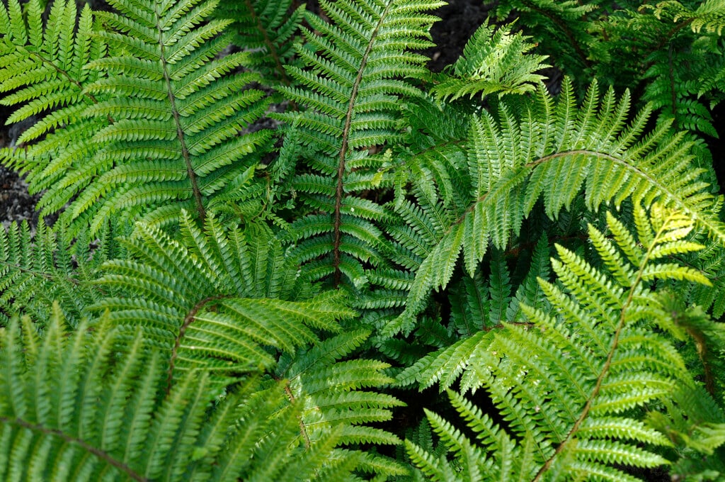 Polystichum aculeatum | hard shield fern Ferns/RHS Gardening