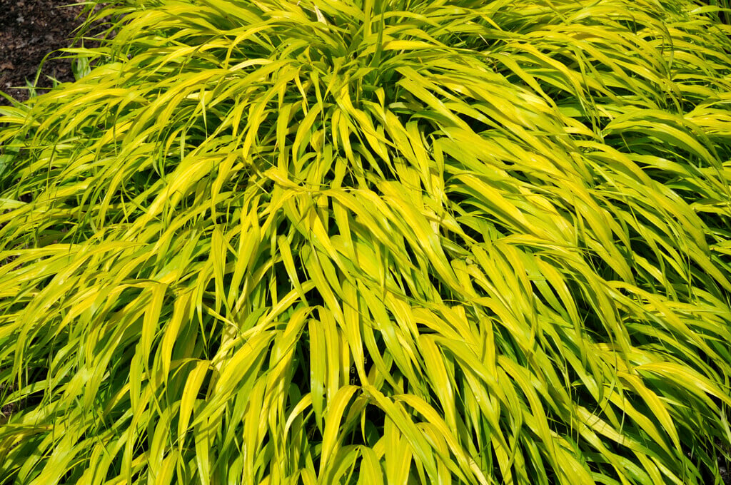 Japanese forest grass 'All Gold'