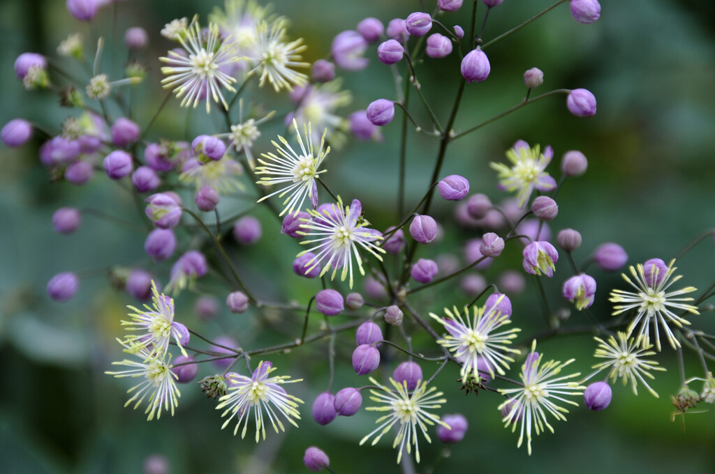 meadow rue 'Elin'