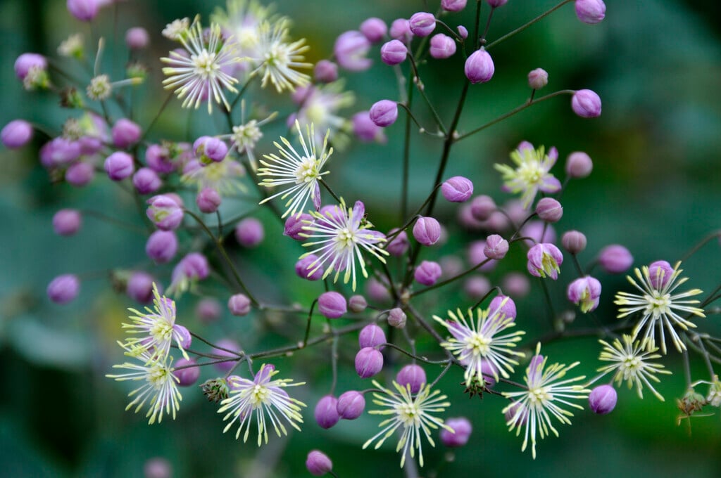 meadow rue 'Elin'