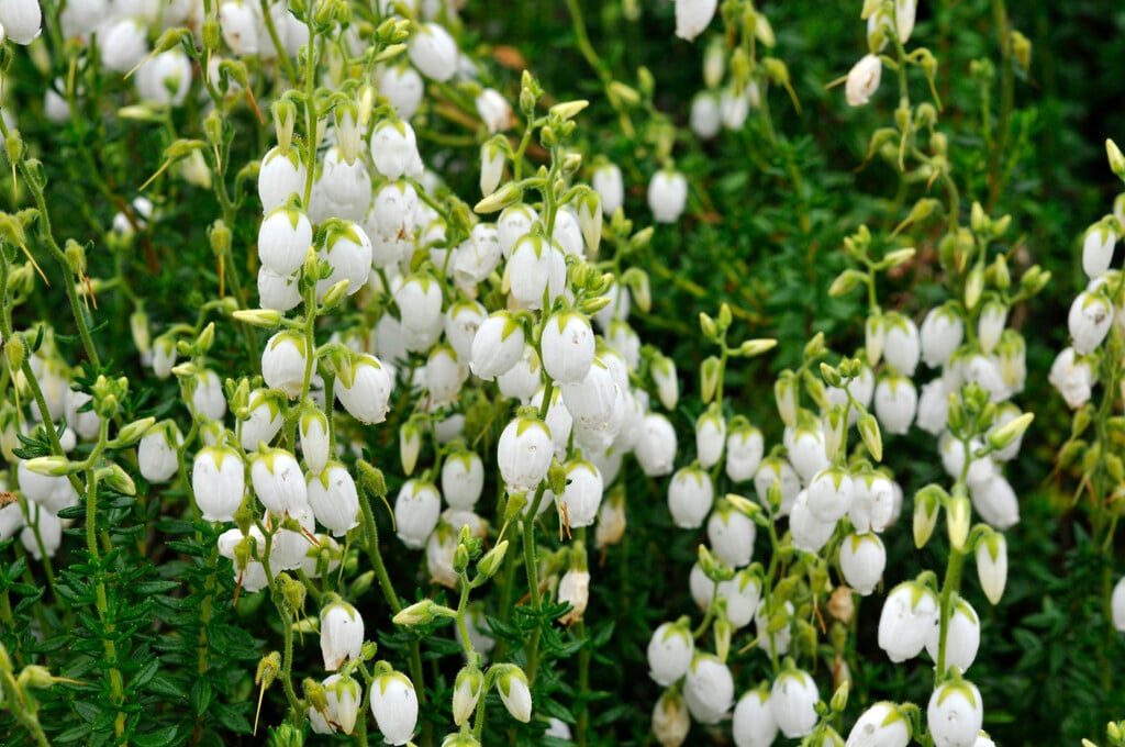 St Dabeoc's heath