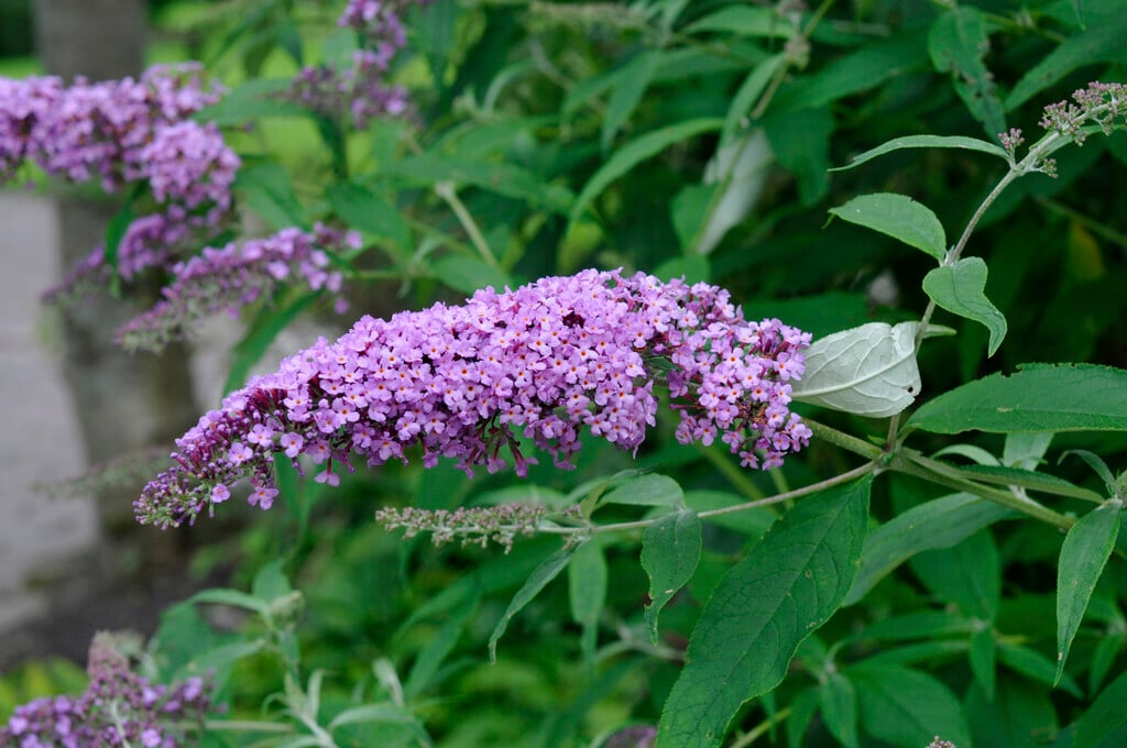 Buddleja Davidii
