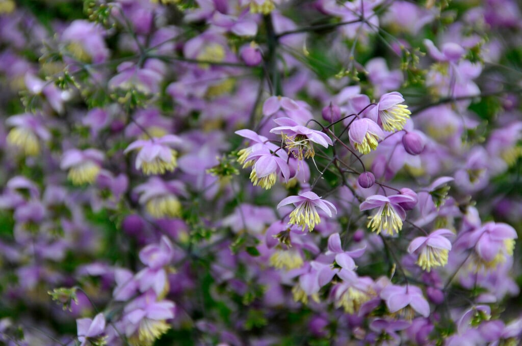 Chinese meadow rue