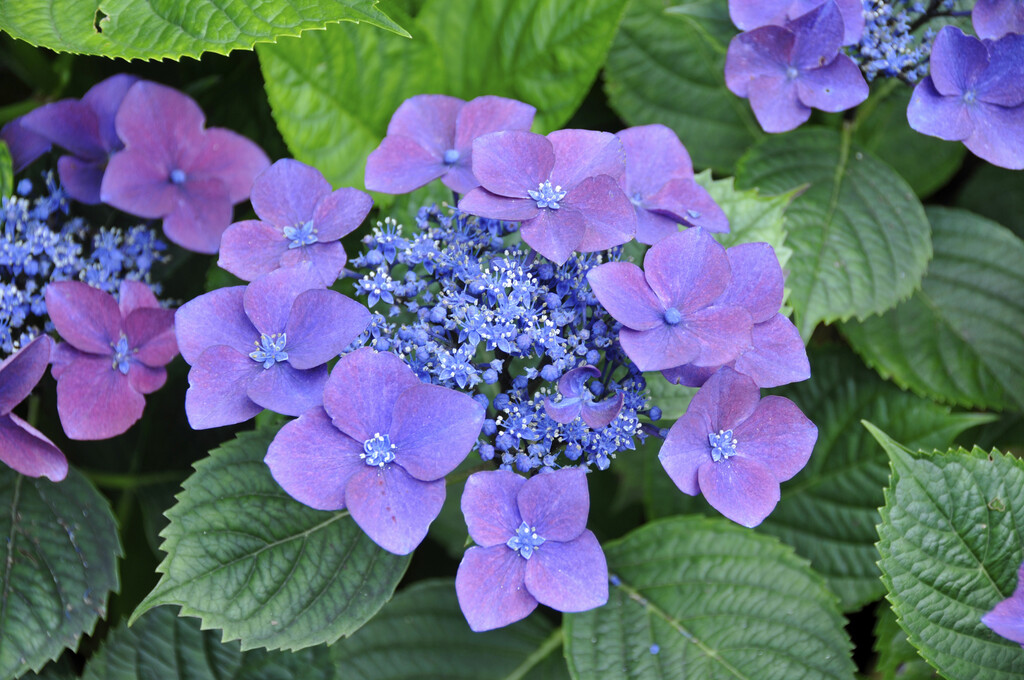 hydrangea 'Kardinal'