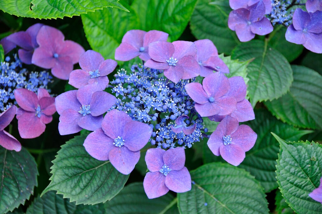hydrangea 'Kardinal'