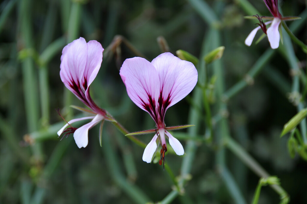 square stalked geranium