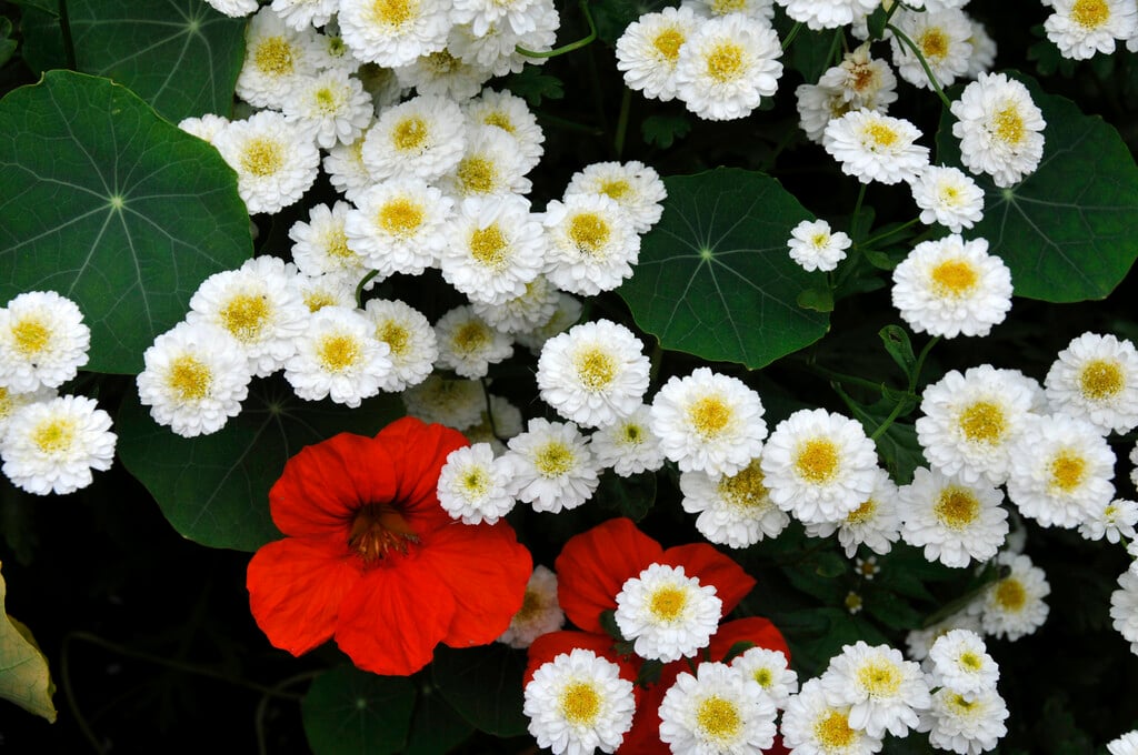 <i>Tanacetum</i> <i>parthenium</i> 'Plenum' (d)