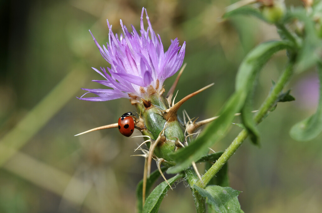 red star thistle