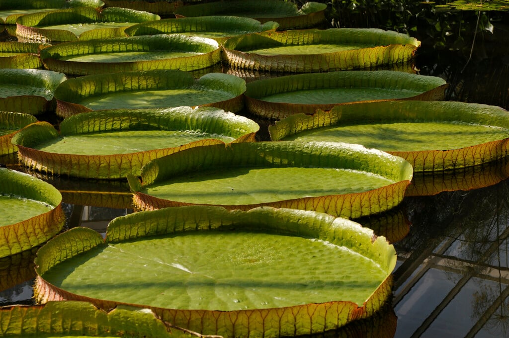 Amazon waterlily