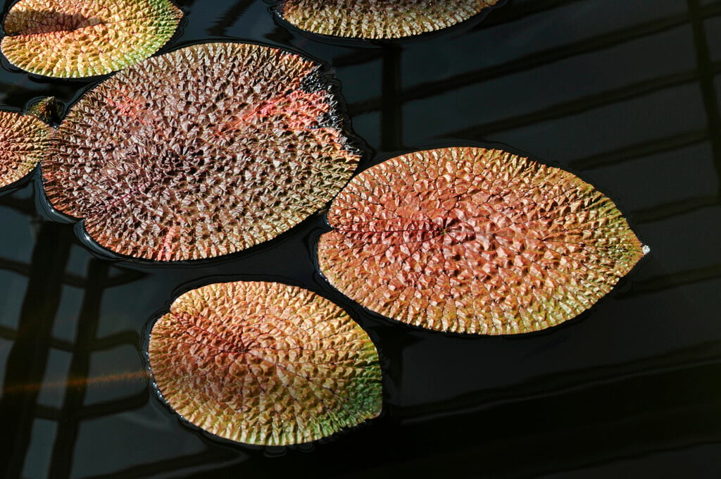prickly water lily