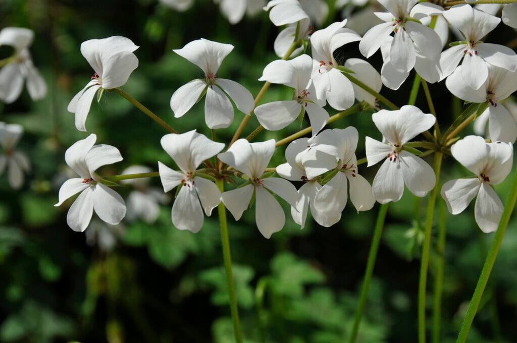 lady's mantle geranium
