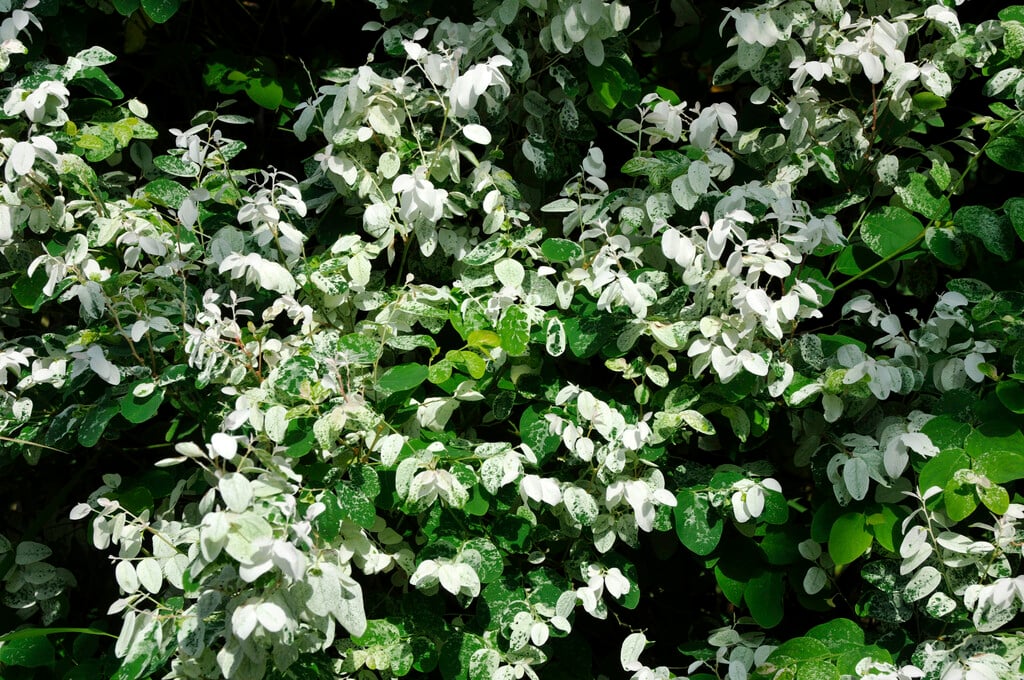<i>Breynia</i> <i>disticha</i>