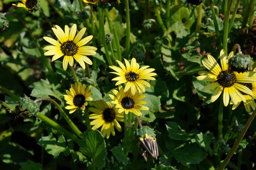 plain treasure flower