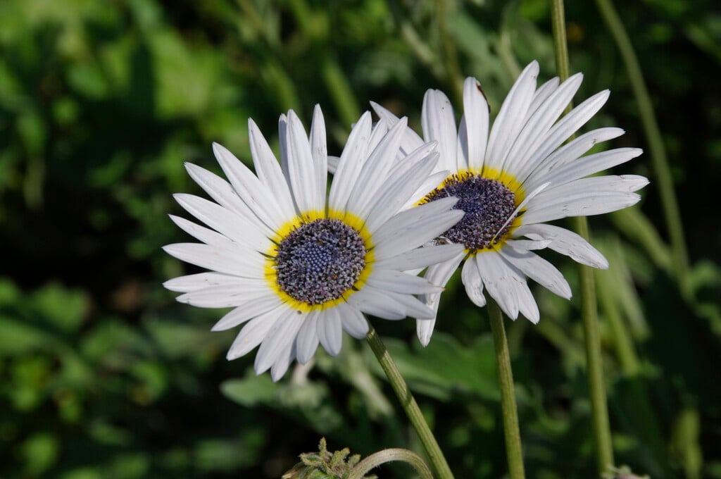 blue-eyed African daisy