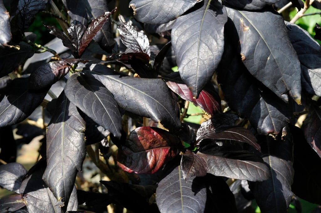 <i>Pseuderanthemum</i> <i>carruthersii</i> var. <i>atropurpureum</i>