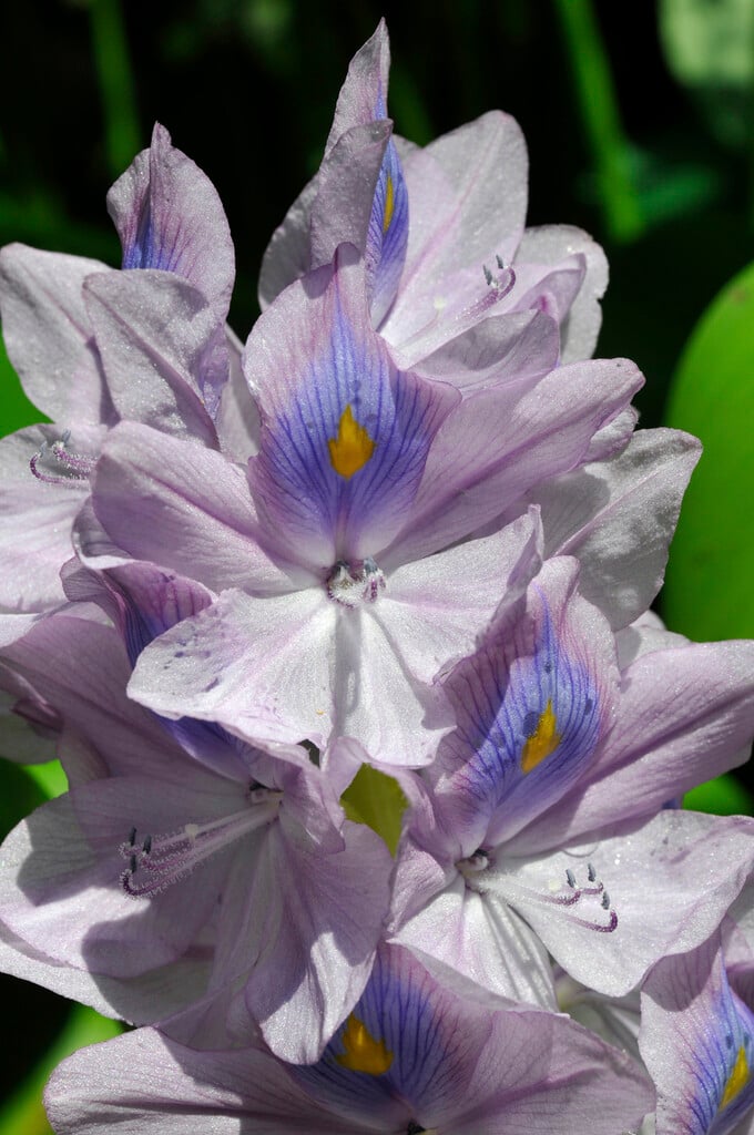 water hyacinth
