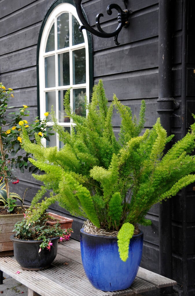 emerald fern
