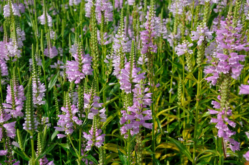 obedient plant