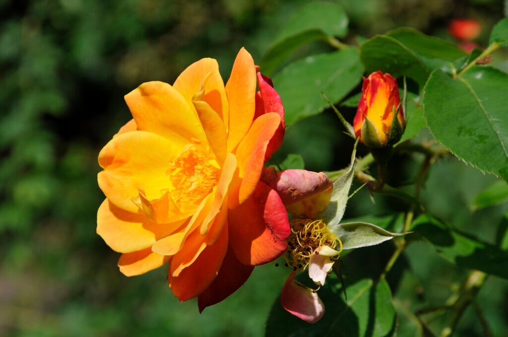 rose 'Joseph's Coat'