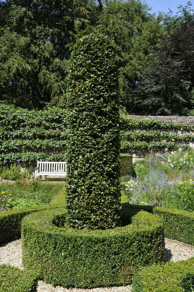 Fagus sylvatica 'Rotundifolia'|beech 'Rotundifolia'/RHS Gardening