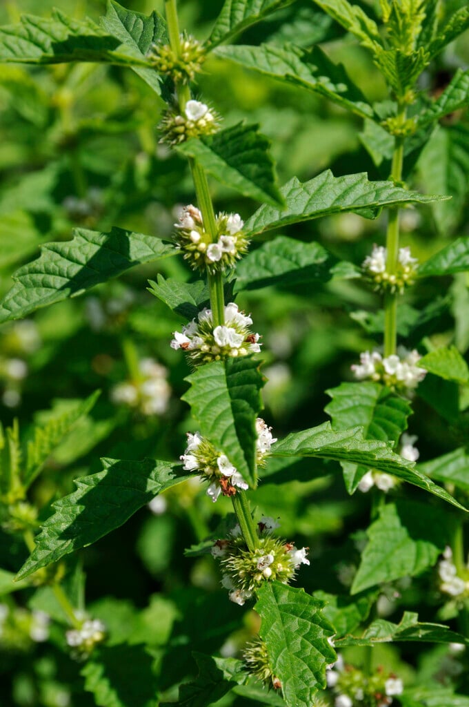 gypsywort