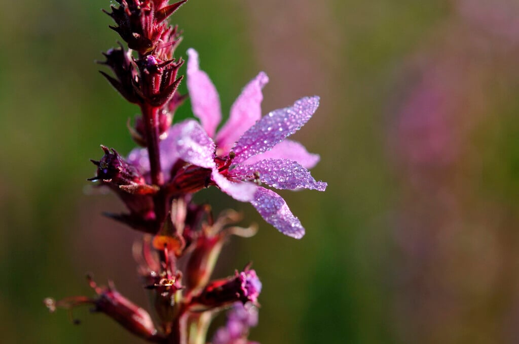 <i>Lythrum</i> <i>virgatum</i> 'Rose Queen'