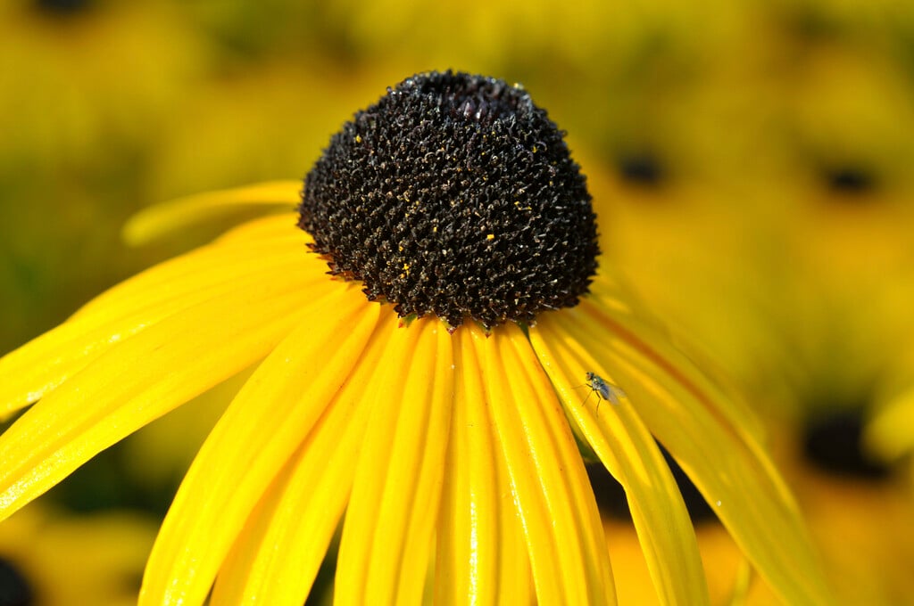 Newman's coneflower