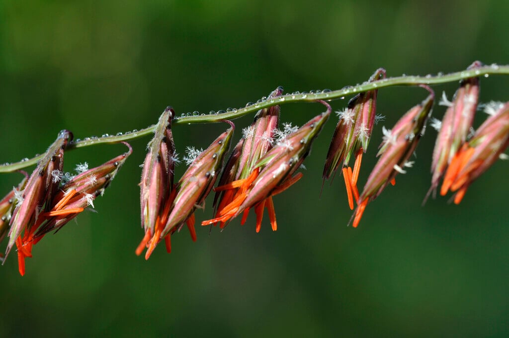 side oats grama