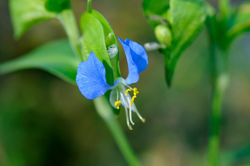 <i>Commelina</i> <i>communis</i>