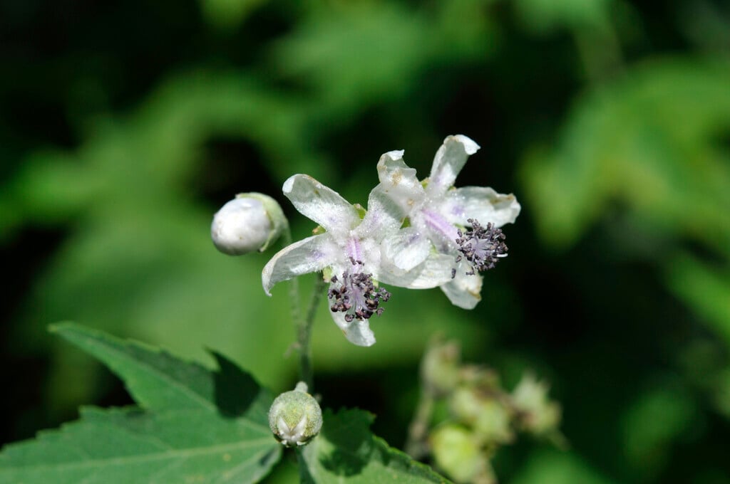 glade mallow