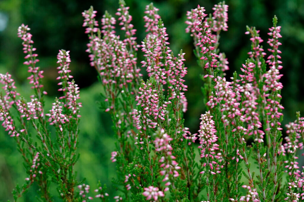 heather 'Aphrodite'