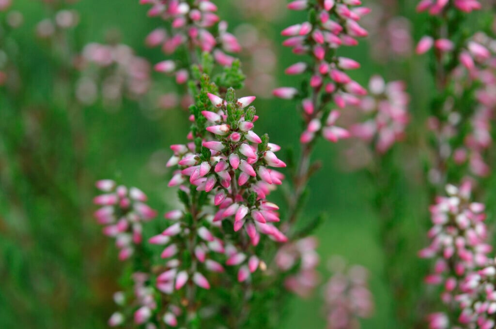 heather 'Aphrodite'