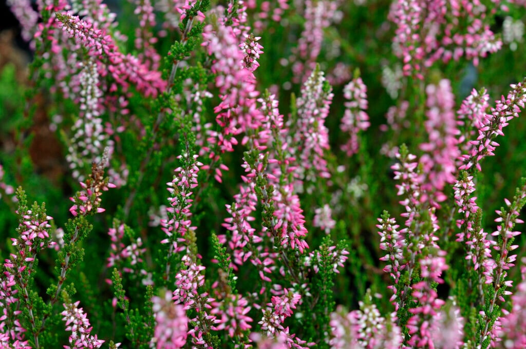 heather 'Amethyst'