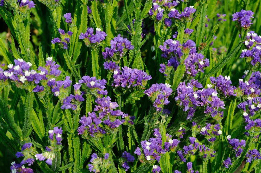 purple-cup't statice