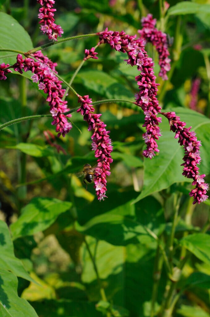 Persicaria orientalis