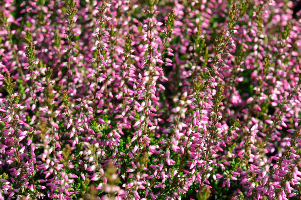 heather 'Marlies'