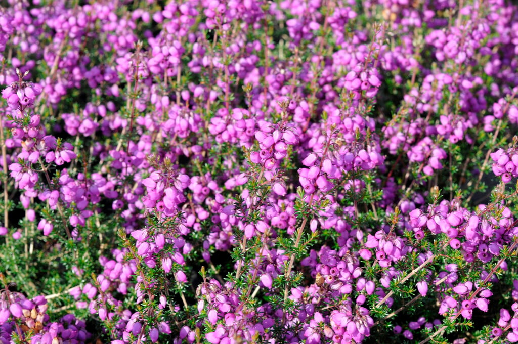 bell heather 'Pallas'