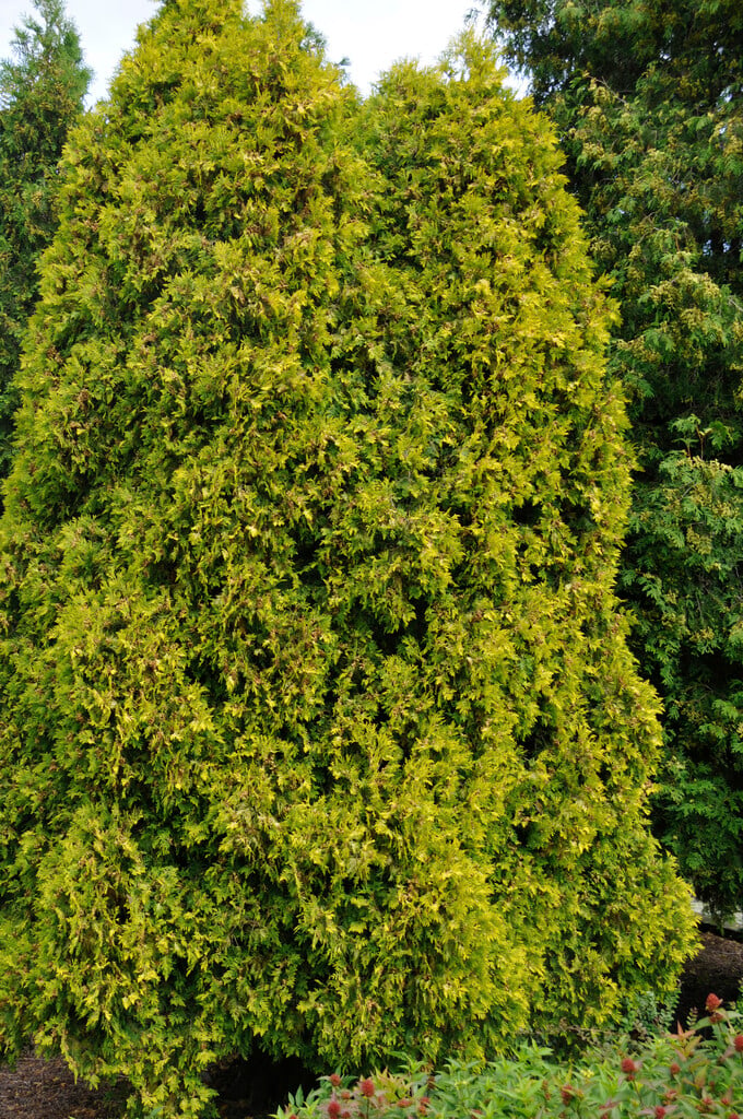 white cedar 'Sunkist'