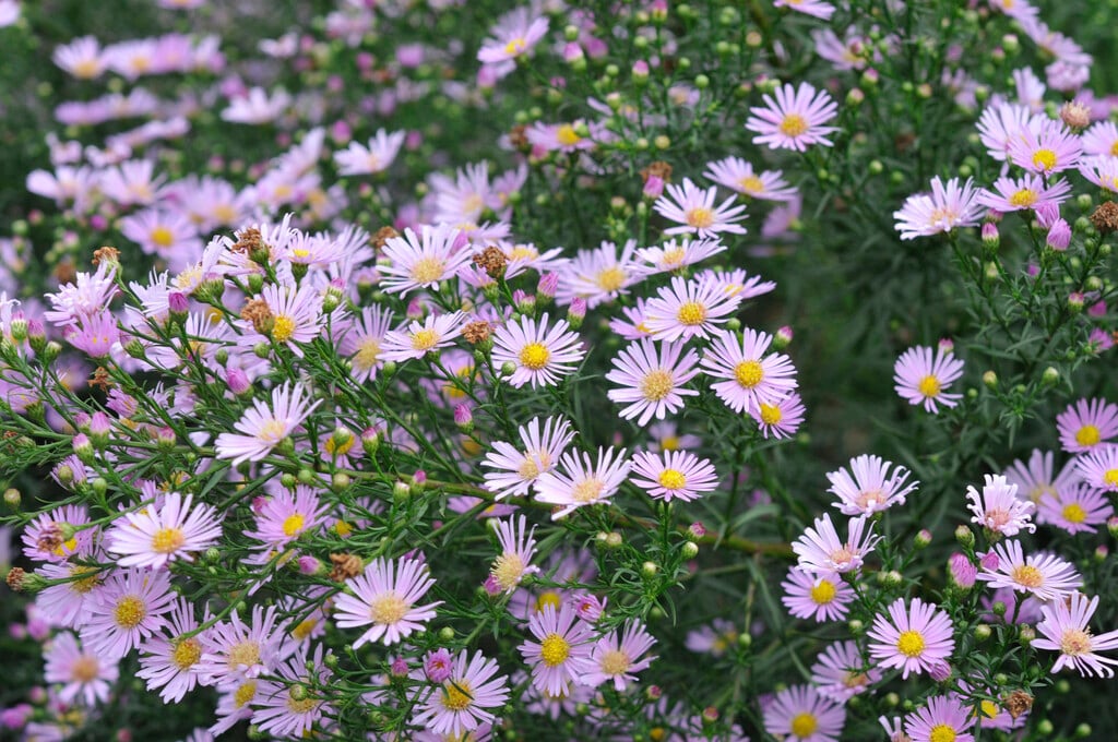 aster 'Pink Star'