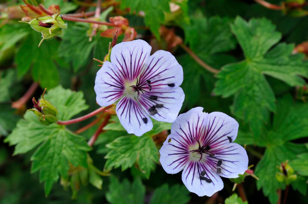 cranesbill 'Crystal Lake'