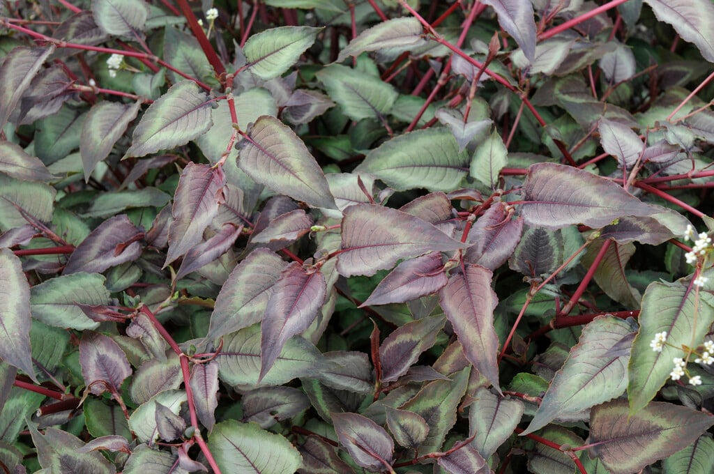 knotweed 'Silver Brown'